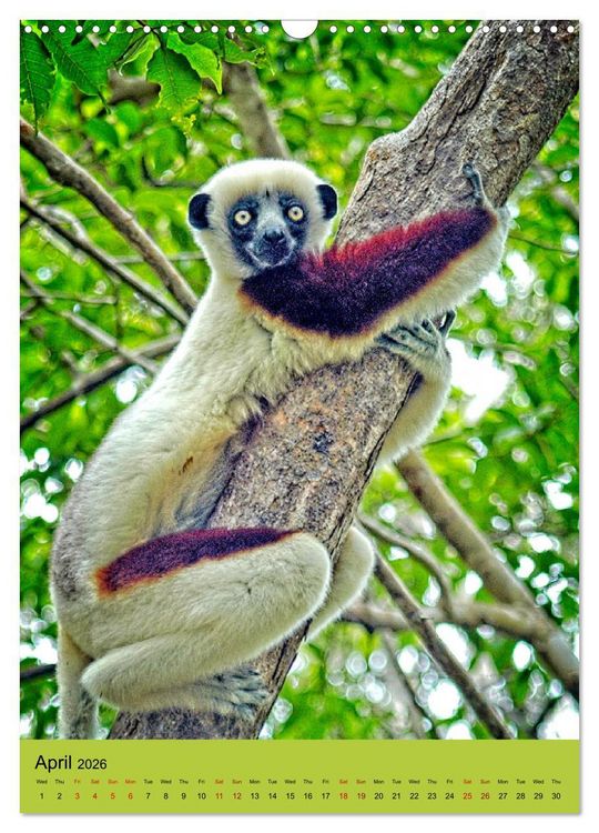 Produktbild: Adorable lemurs (Wall Calendar 2026 DIN A3 portrait), CALVENDO 12 Month Wall Calendar