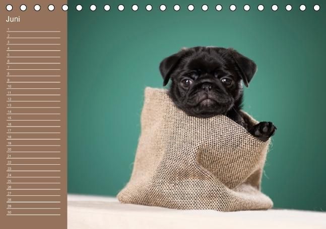 Produktbild: Ein Mops f&uuml;rs Herz (Tischkalender immerw&auml;hrend DIN A5 quer)