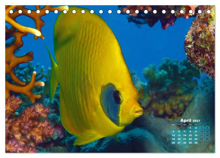 Produktbild: Oceans Alive - A World of Color and Diversity (Desk Calendar 2027 DIN A5 landscape), CALVENDO 12 Month DeskCalendar