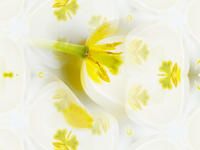 Produktbild: CALVENDO Puzzle Ein Motiv aus dem Kalender Tulpenphantasie | 1000 Teile Lege-Gr&ouml;&szlig;e 64x48cm Foto-Puzzle f&uuml;r gl&uuml;ckliche Stunden