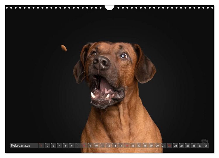 Produktbild: Fang das Leckerlie (Wandkalender 2026 DIN A3 quer), CALVENDO Monatskalender