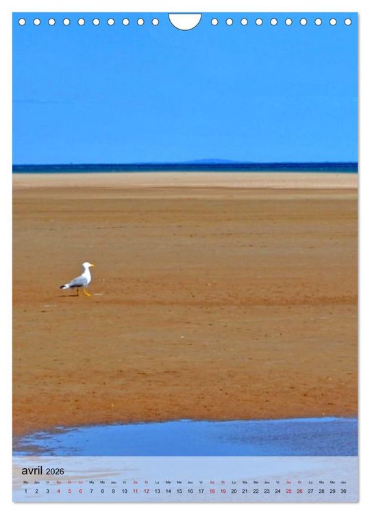 Produktbild: La mouette (Calendrier mural 2026 DIN A4 horizontal), CALVENDO calendrier mensuel