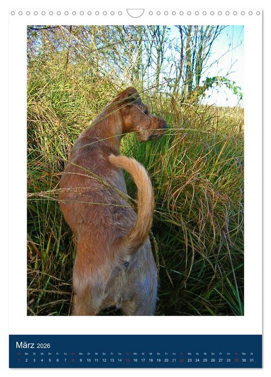 Produktbild: Kelly - Ein Irish Terrier macht Urlaub (Wandkalender 2026 DIN A3 hoch), CALVENDO Monatskalender
