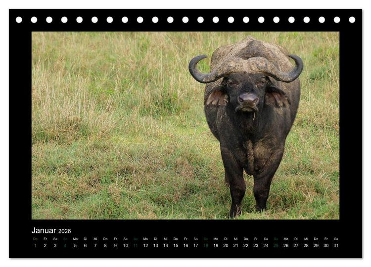 Produktbild: Wilde Tiere Afrikas (Tischkalender 2026 DIN A5 quer), CALVENDO Monatskalender