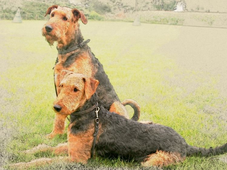 Produktbild: CALVENDO Puzzle Ein Motiv aus dem Kalender Airedale Terrier 2017 | 1000 Teile Lege-Gr&ouml;&szlig;e 64x48cm Foto-Puzzle f&uuml;r gl&uuml;ckliche Stunden