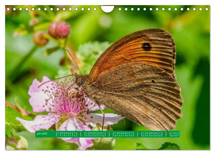 Produktbild: La vie de nos prairie, les papillons (Calendrier mural 2026 DIN A4 vertical), CALVENDO calendrier mensuel