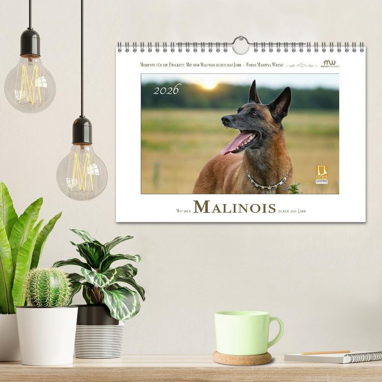 Produktbild: Mit dem Malinois durch das Jahr (Wandkalender 2026 DIN A4 quer), CALVENDO Monatskalender
