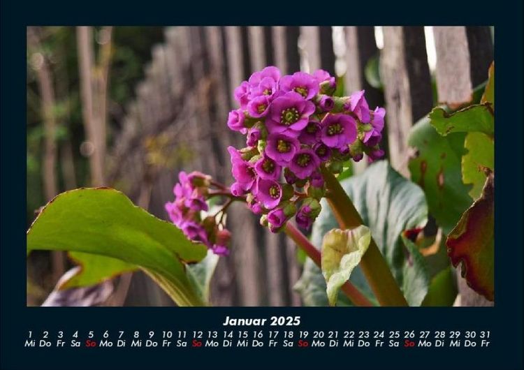 Produktbild: Blumentr&auml;ume 2025 Fotokalender DIN A4