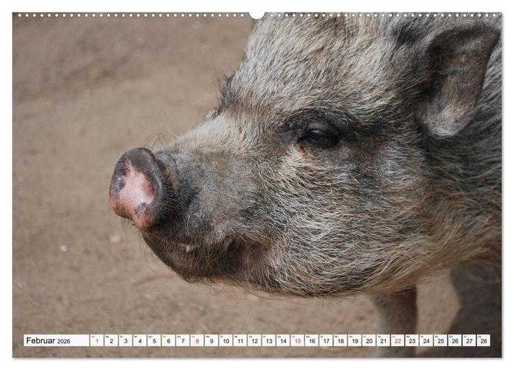 Produktbild: Von S&auml;uen die Schwein haben! (Wandkalender 2026 DIN A2 quer), CALVENDO Monatskalender