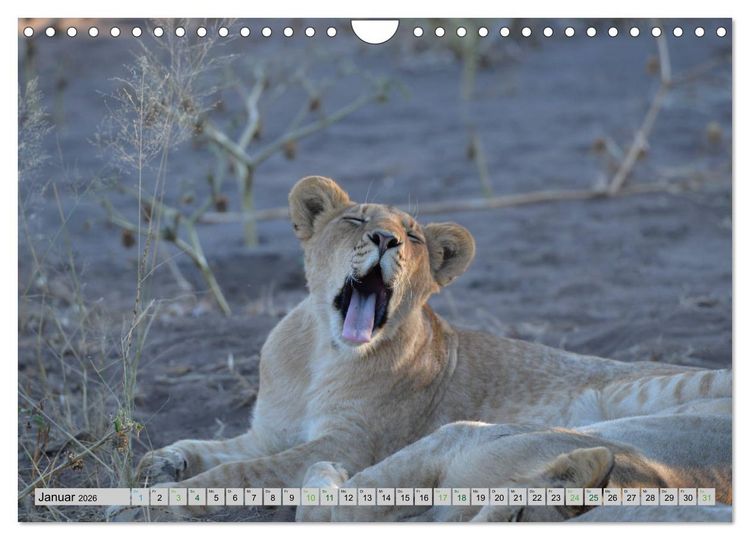 Produktbild: L&ouml;wen. Die K&ouml;nige Afrikas (Wandkalender 2026 DIN A4 quer), CALVENDO Monatskalender