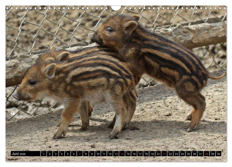 Produktbild: Der Schweinekalender (Wandkalender 2026 DIN A3 quer), CALVENDO Monatskalender