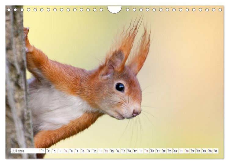 Produktbild: Tiermomente (Wandkalender 2026 DIN A4 quer), CALVENDO Monatskalender