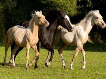 Produktbild: CALVENDO Puzzle junge Palominohengste | 1000 Teile Lege-Gr&ouml;&szlig;e 64x48cm Foto-Puzzle f&uuml;r gl&uuml;ckliche Stunden