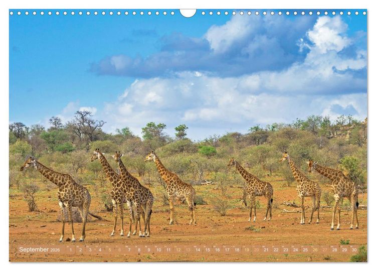 Produktbild: Giraffen: Die afrikanischen Riesen mit Weitblick (Wandkalender 2026 DIN A3 quer), CALVENDO Monatskalender