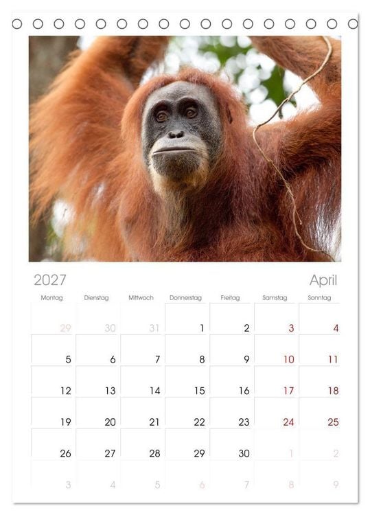 Produktbild: Tischplaner 2027 - Orang-Utans - Menschen des Regenwaldes (A5 Tischkalender zum Aufstellen) CALVENDO