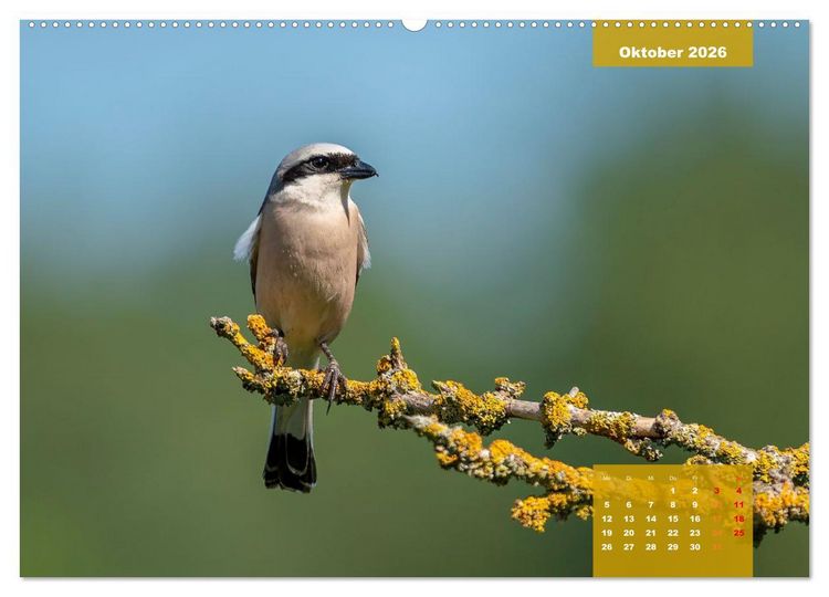 Produktbild: SINGV&Ouml;GEL - Die pr&auml;chtigen S&auml;nger in sch&ouml;nem Ambiente (hochwertiger Premium Wandkalender 2026 DIN A2 quer), Kunstdruck in Hochglanz