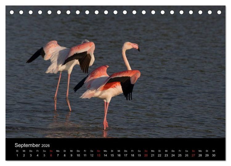 Produktbild: Flamingos der Camargue 2026 (Tischkalender 2026 DIN A5 quer), CALVENDO Monatskalender