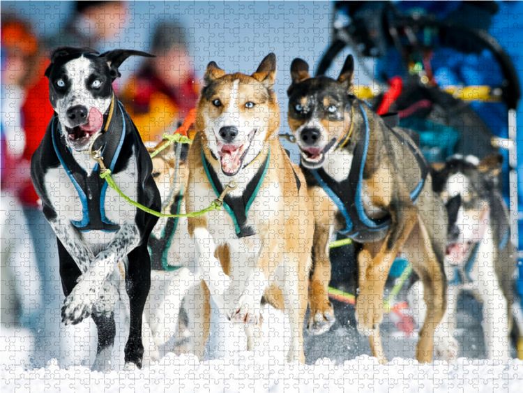 Produktbild: CALVENDO Puzzle Ein Schlittenhunde-Gespann voller Begeisterung beim Rennen | 1000 Teile Lege-Gr&ouml;&szlig;e 64x48cm Foto-Puzzle f&uuml;r gl&uuml;ckliche Stunden