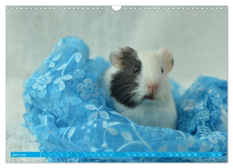 Produktbild: BABY Meerschweinchen Traumhaft s&uuml;&szlig; (Wandkalender 2026 DIN A3 quer), CALVENDO Monatskalender