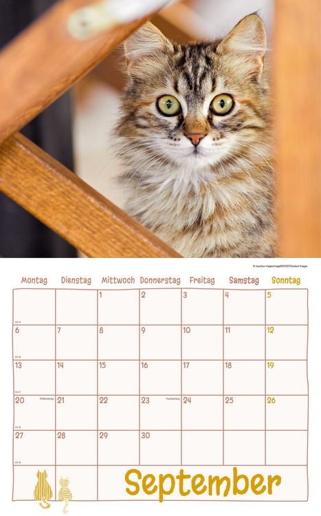 Produktbild: Katzen Kalenderpaket 2027