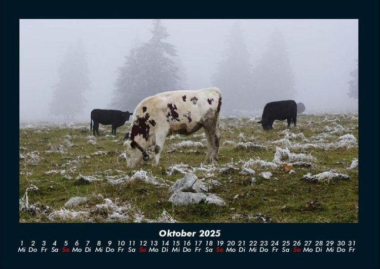 Produktbild: Kuhkalender 2025 Fotokalender DIN A4
