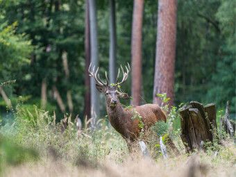 Produktbild: CALVENDO Puzzle Juli: Der Beihirsch reagiert sich im Wald am Geb&uuml;sch ab. | 1000 Teile Lege-Gr&ouml;&szlig;e 64x48cm Foto-Puzzle f&uuml;r gl&uuml;ckliche Stunden