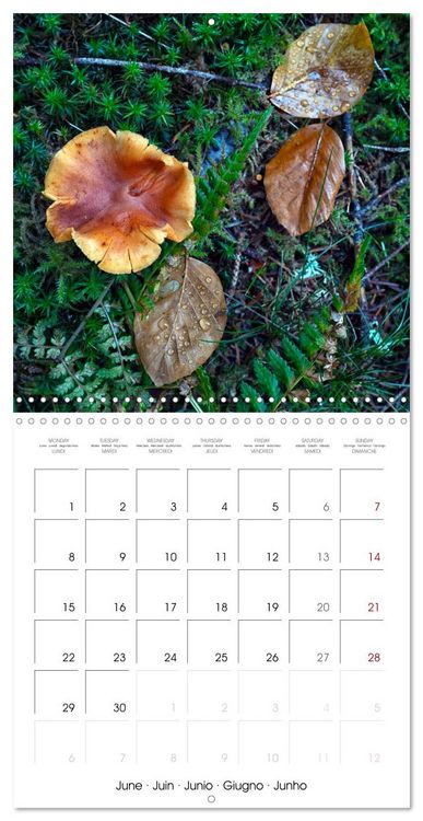 Produktbild: Champignons grignot&eacute;s (Calendrier mural carr&eacute; 2026 30x30 cm) Calendrier double avec une page pour vos prises de notes