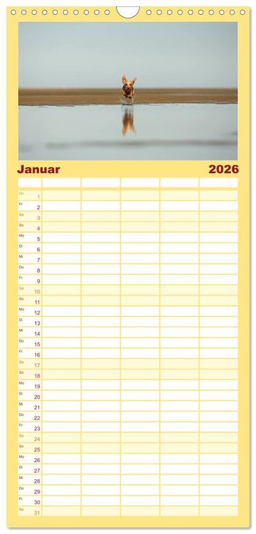 Produktbild: Familienplaner 2026 - DACKELmix Elli Pirelli mit 5 Spalten (Wandkalender, 21 x 45 cm) CALVENDO