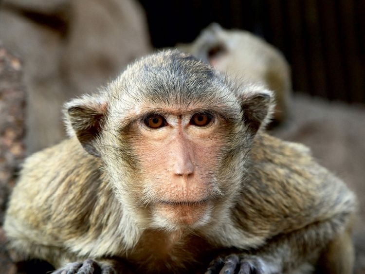 Produktbild: CALVENDO Puzzle Thailand, Affe in Lopburi | 1000 Teile Lege-Gr&ouml;&szlig;e 64x48cm Foto-Puzzle f&uuml;r gl&uuml;ckliche Stunden