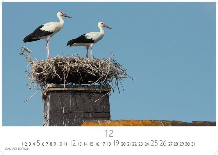 Produktbild: St&ouml;rche Kalender 2027 &ndash; Wandkalender | Fotokalender Tierkalender 35x50cm Grosses Format - Inspirierende Storch-Motive f&uuml;r Natur- und Tierkalenderliebhaber.