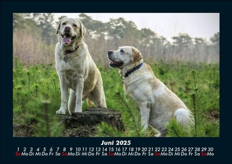 Produktbild: Hunde 2025 Fotokalender DIN A5
