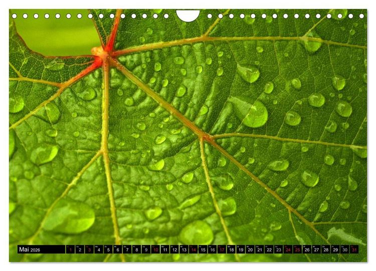 Produktbild: Wassertropfen - Diamanten des Lebens (Wandkalender 2026 DIN A4 quer), CALVENDO Monatskalender