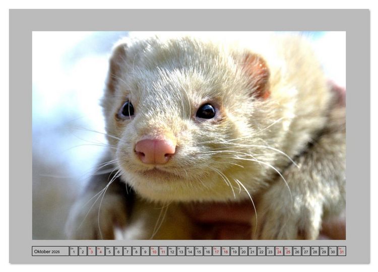 Produktbild: Frettchen - Freche Kobolde (Wandkalender 2026 DIN A3 quer), CALVENDO Monatskalender