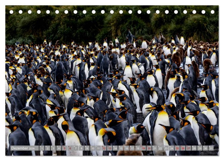 Produktbild: Einfach liebenswert diese Pinguine (Tischkalender 2026 DIN A5 quer), CALVENDO Monatskalender