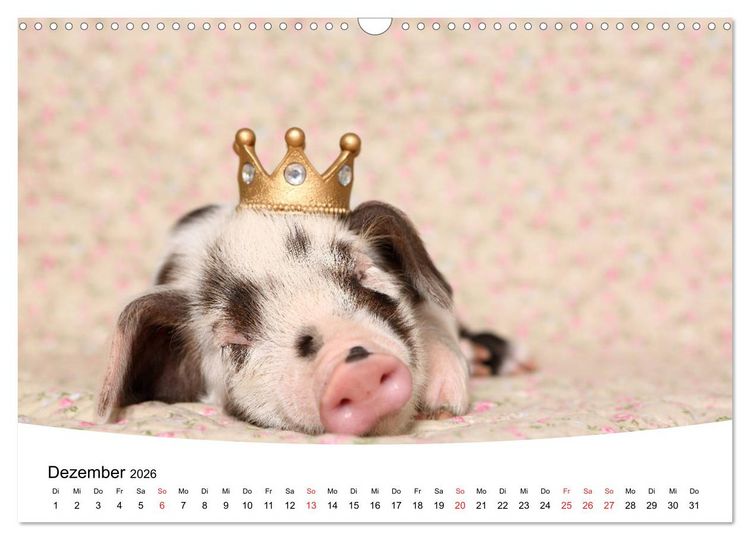 Produktbild: Niedliche Ferkel lovely piglets 2026 (Wandkalender 2026 DIN A3 quer), CALVENDO Monatskalender