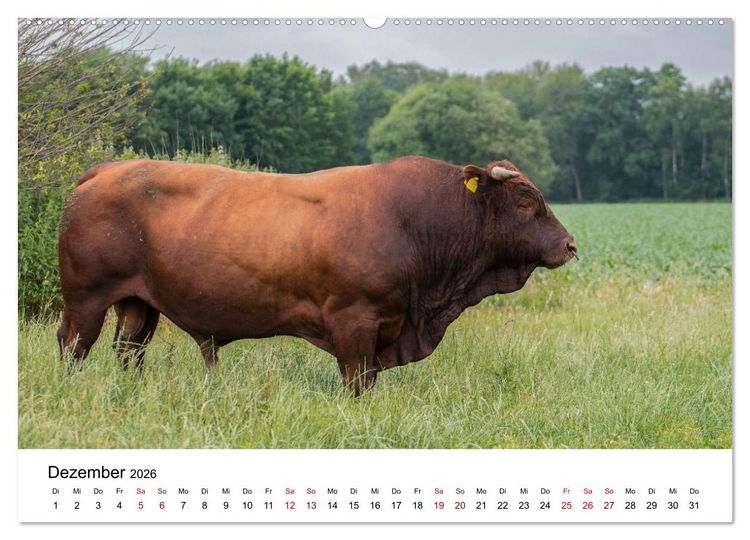 Produktbild: Alte Nutztierrassen 2026 (Wandkalender 2026 DIN A2 quer), CALVENDO Monatskalender