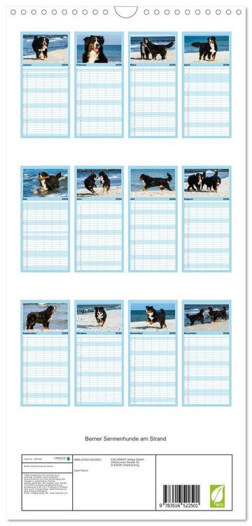 Produktbild: Familienplaner 2026 - Berner Sennenhunde am Strand mit 5 Spalten (Wandkalender, 21 x 45 cm) CALVENDO
