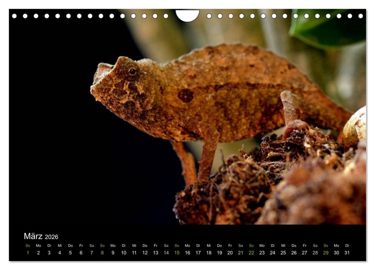 Produktbild: Reptilien (Wandkalender 2026 DIN A4 quer), CALVENDO Monatskalender