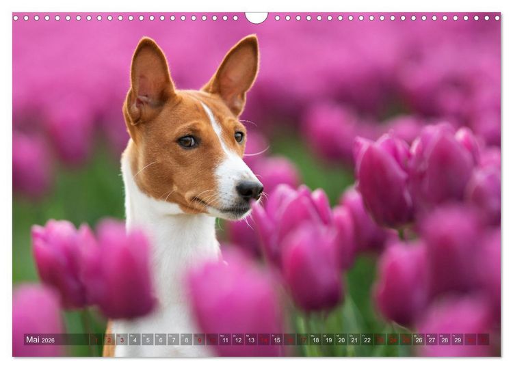 Produktbild: Basenji-Sch&ouml;nheiten (Wandkalender 2026 DIN A3 quer), CALVENDO Monatskalender