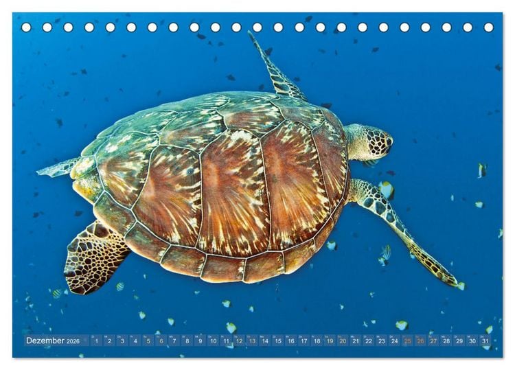 Produktbild: Meeresschildkr&ouml;ten: Aus den blauen Tiefen der Ozeane (Tischkalender 2026 DIN A5 quer), CALVENDO Monatskalender