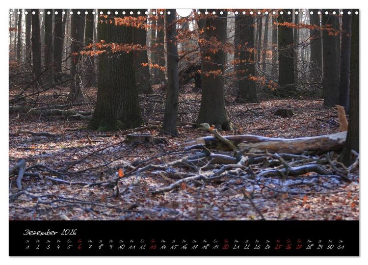 Produktbild: Wald (Wandkalender 2026 DIN A3 quer), CALVENDO Monatskalender