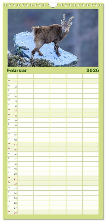 Produktbild: Familienplaner 2026 - Steinbock - K&ouml;nig der Alpen mit 5 Spalten (Wandkalender, 21 x 45 cm) CALVENDO