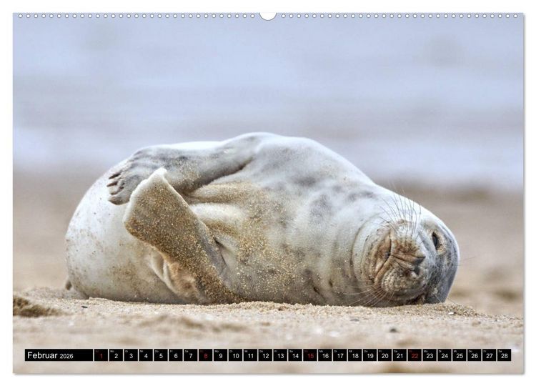 Produktbild: Sylt ist Meer (Wandkalender 2026 DIN A2 quer), CALVENDO Monatskalender