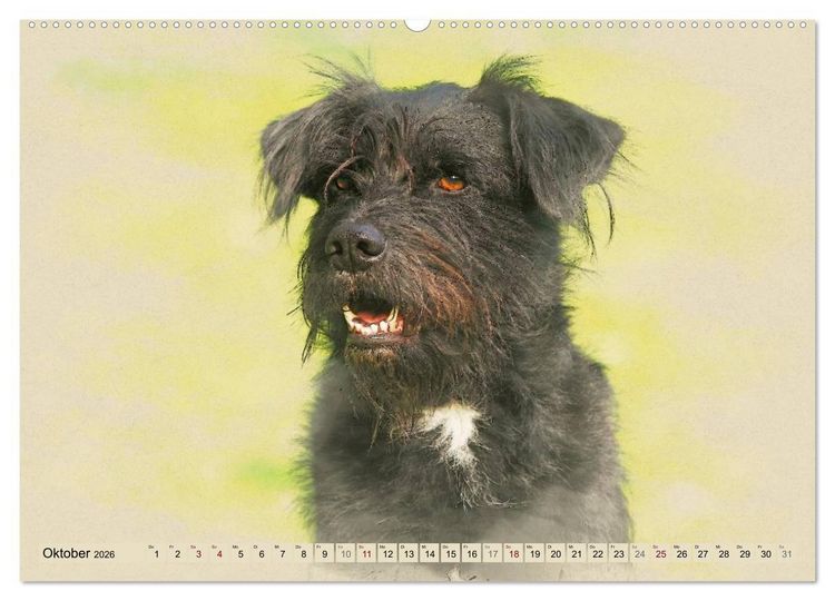 Produktbild: Altdeutsche H&uuml;tehunde 2026 (hochwertiger Premium Wandkalender 2026 DIN A2 quer), Kunstdruck in Hochglanz