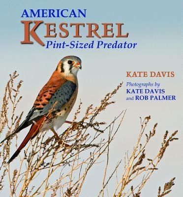 Produktbild: American Kestrel