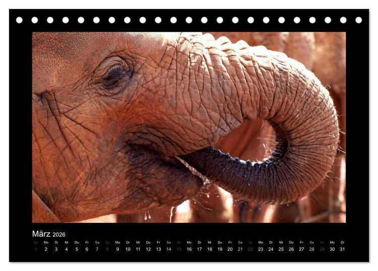 Produktbild: Wilde Tiere Afrikas (Tischkalender 2026 DIN A5 quer), CALVENDO Monatskalender
