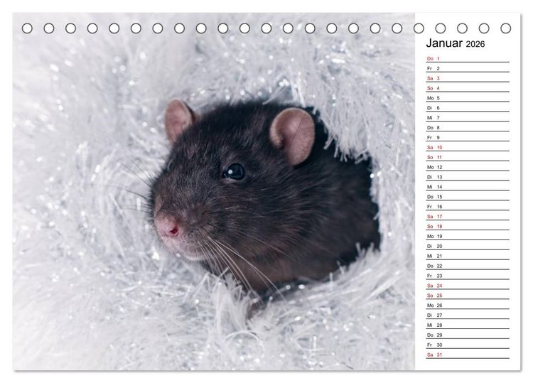 Produktbild: Ratten. Kleine Nager, gro&szlig;es Herz. (Tischkalender 2026 DIN A5 quer), CALVENDO Monatskalender