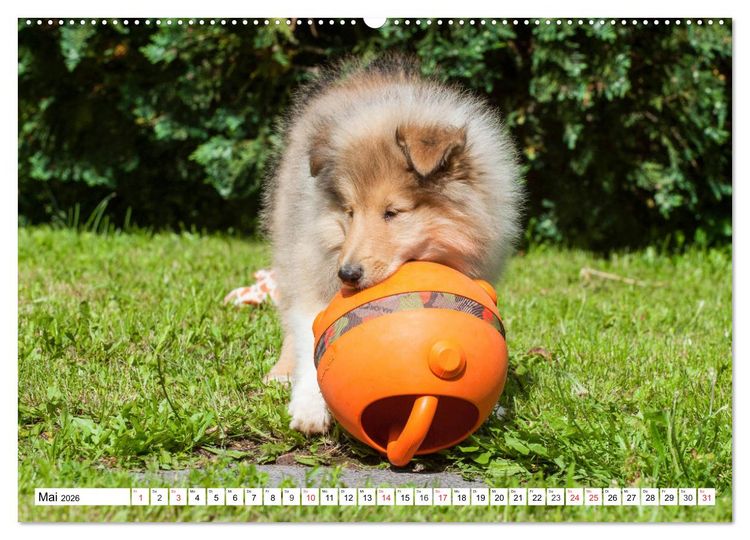 Produktbild: Colliewelpen - kleine Collies erobern die Welt (hochwertiger Premium Wandkalender 2026 DIN A2 quer), Kunstdruck in Hochglanz
