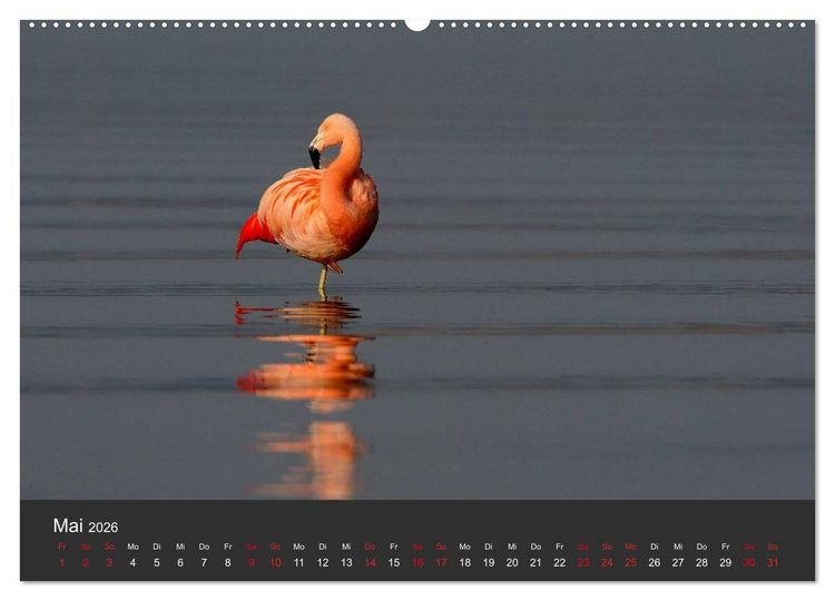 Produktbild: Pretty Flamingo (Wandkalender 2026 DIN A2 quer), CALVENDO Monatskalender