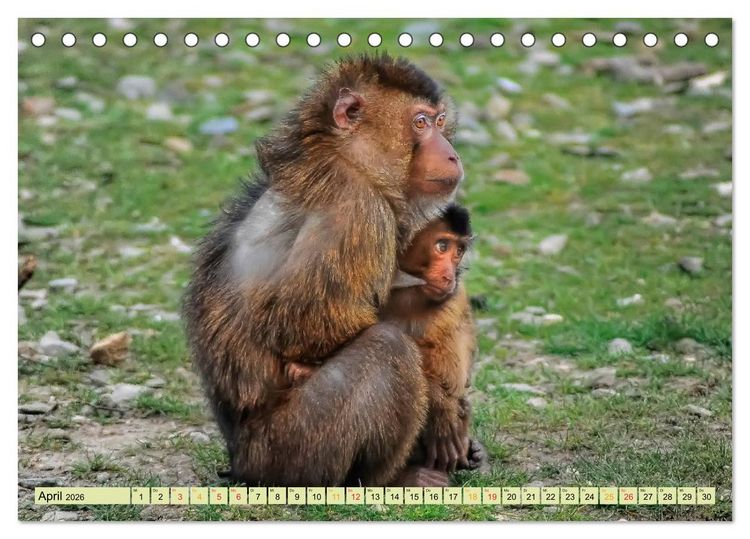 Produktbild: Affen - Affenkinder (Tischkalender 2026 DIN A5 quer), CALVENDO Monatskalender